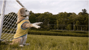 dog-playing-soccer