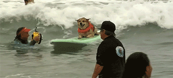 giphy
