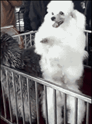 source: imgur.com anigif_enhanced-buzz-2223-1355608946-2-1