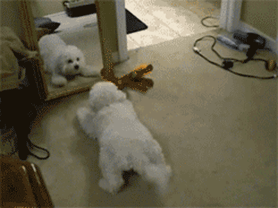 source: imgur.com funny-gif-dog-vs-himself-04