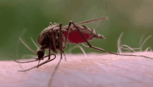 tumblr_nsg36zpi4e1qcefh6o1_500