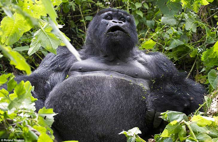 2D5620E600000578-3275806-Worshipped_This_baby_mountain_gorilla_lives_on_Mount_Mikeno_deep-m-20_1445018596135