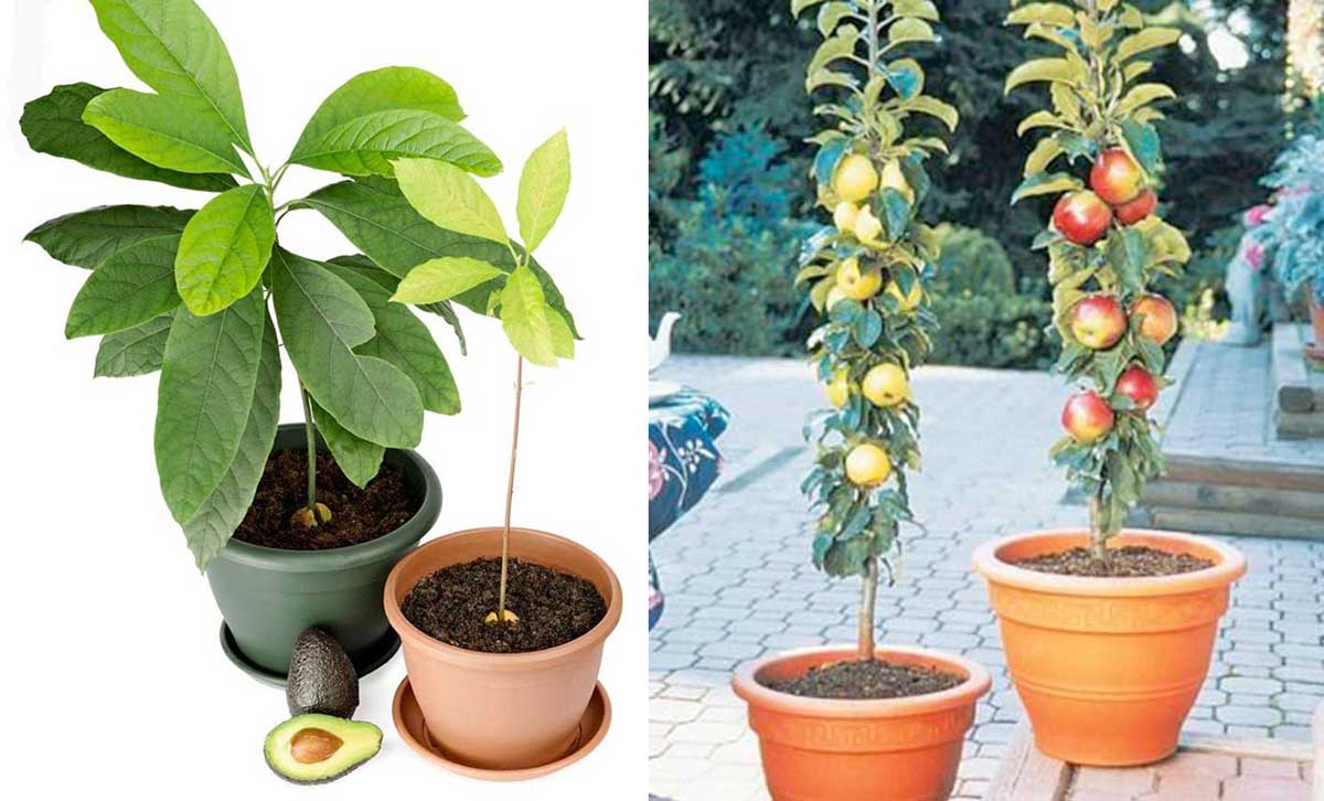 7 árboles Frutales Que Podrás Obtener A Partir De Las Semillas Y Huesos De Tus Frutas Upsocl