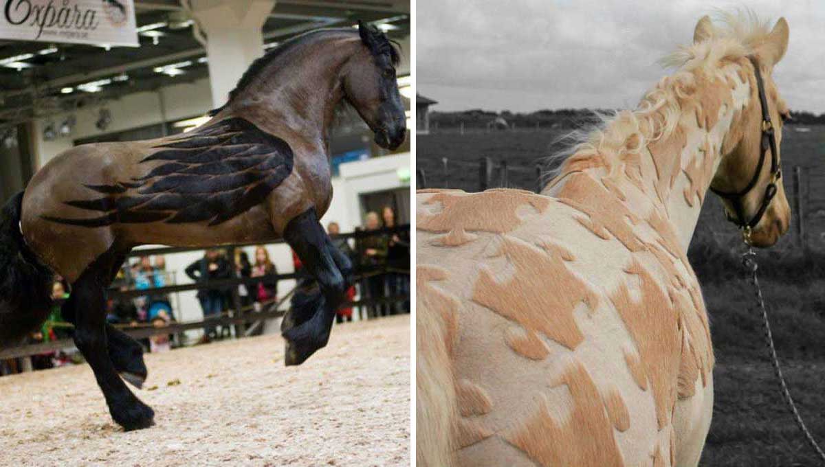 mientras les hacían un corte veraniego estos peluqueros de caballos