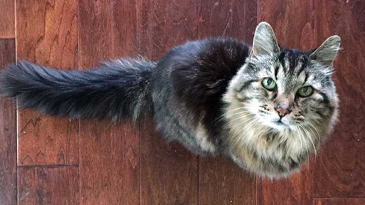 oldest-living-cat-header_tcm25-391830