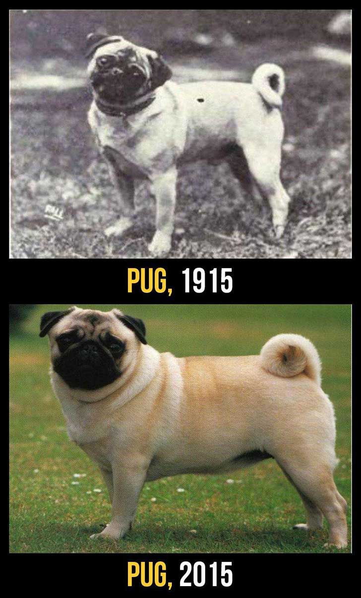 11 perros de raza ahora y hace 100 años. La diferencia es abismal 11 perros de raza ahora y hace 100 años. La diferencia es abismal