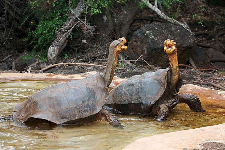 Galapagos_dominance_display.jpg