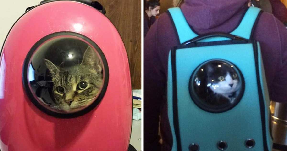 Con este excepcional bolso, tu gato podrá viajar como todo un astronauta |  Upsocl