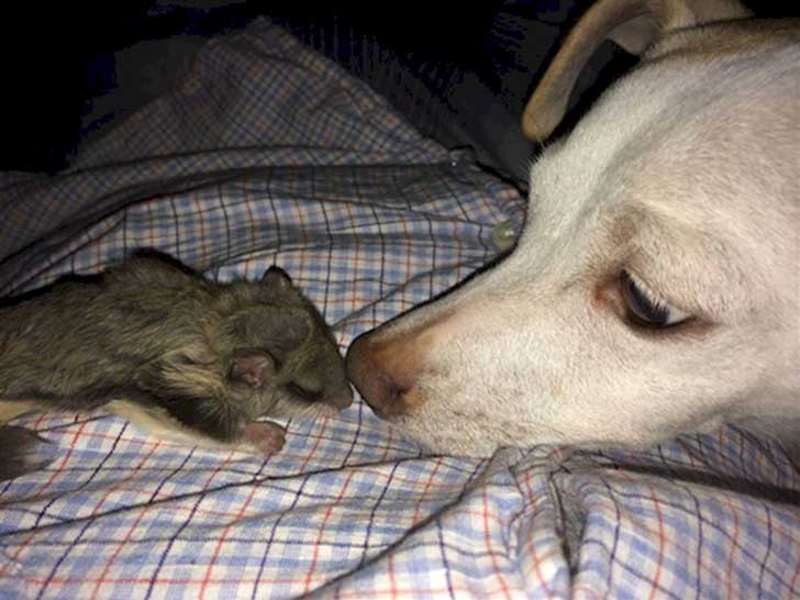 Get Ardilla Voladora Bebe Gallery