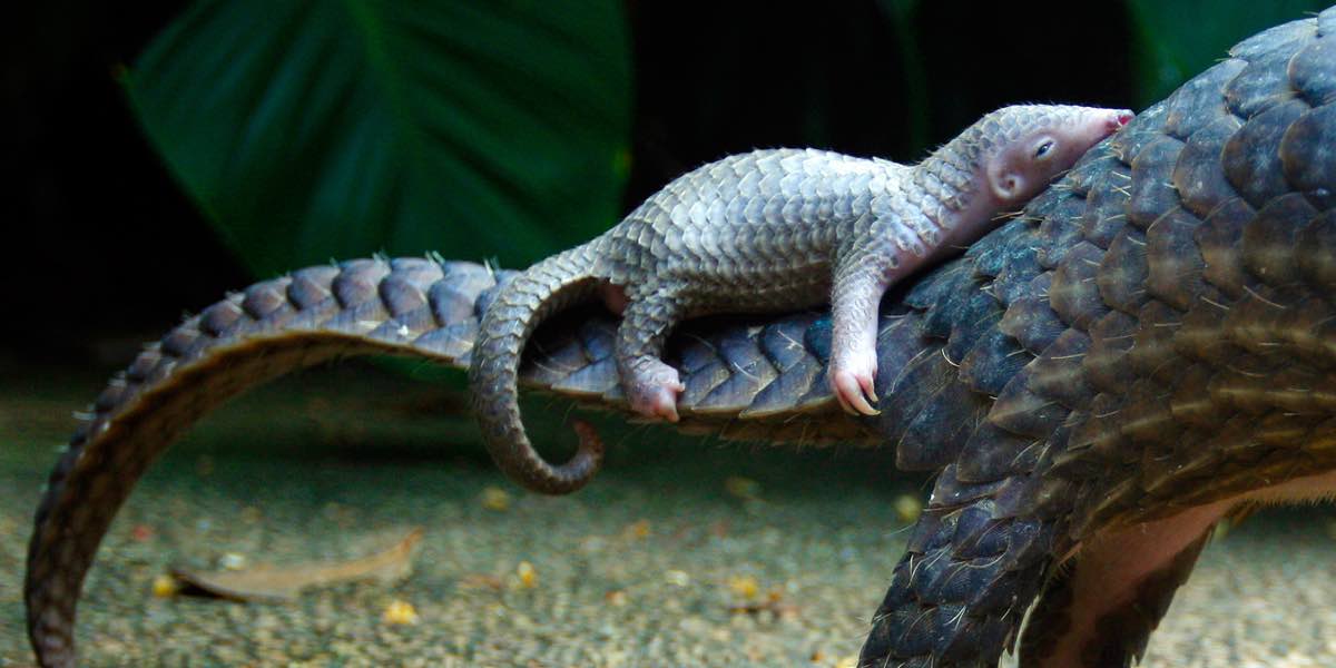 10 imágenes de pangolines que te demostrarán que son lo más tierno
