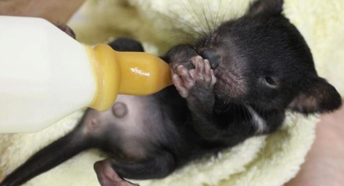 Este Bebe Demonio De Tasmania No Deja Tranquilo A Su Cuidador