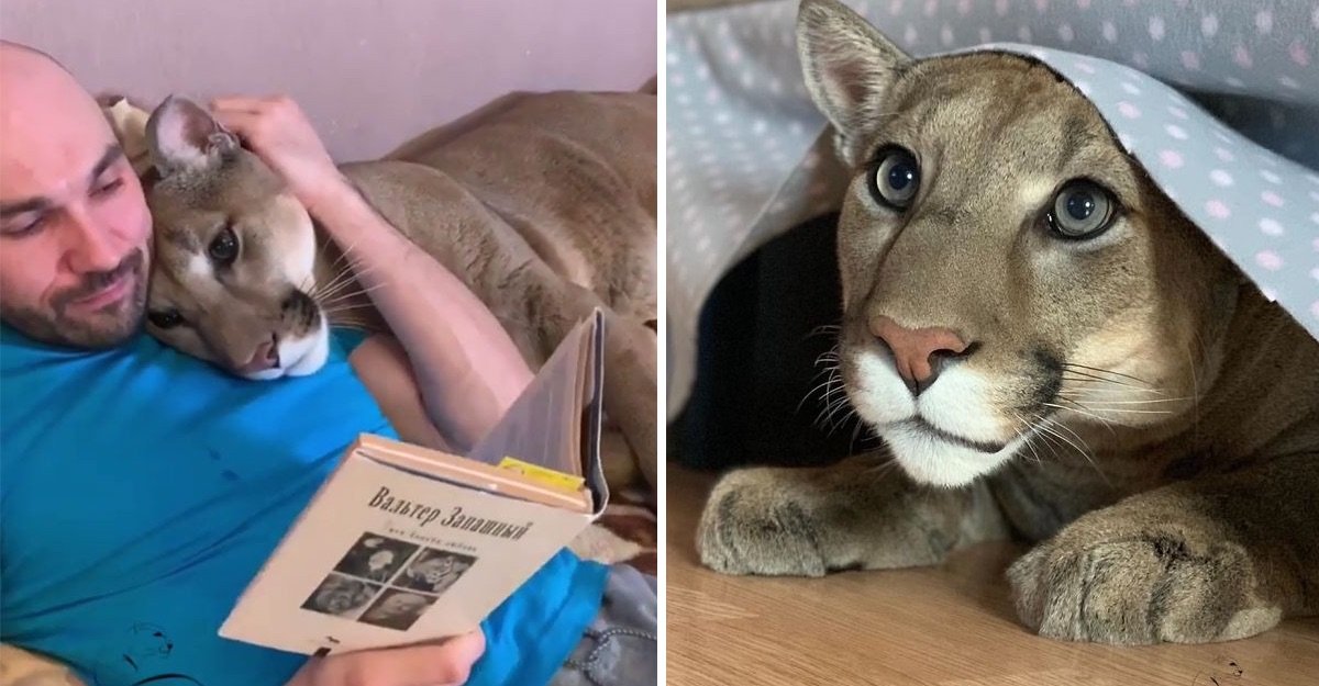 acheter un puma domestique acheter un puma domestique