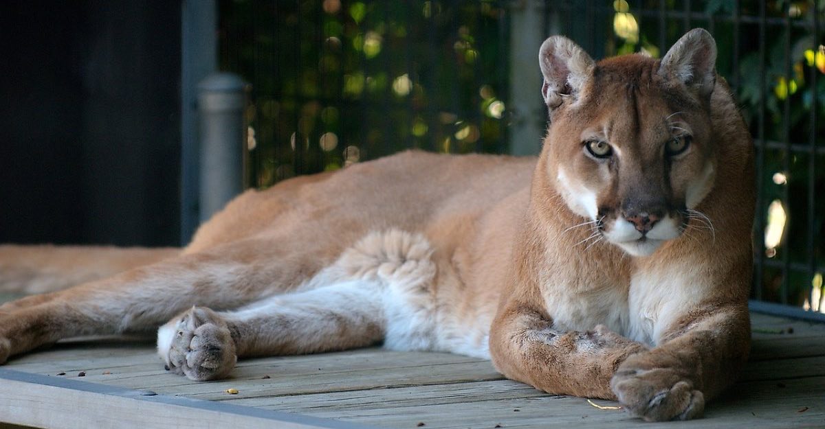 Declaran oficialmente extinto al bello puma oriental. Los humanos acabamos  con su reinado en E.E.U.U | Upsocl