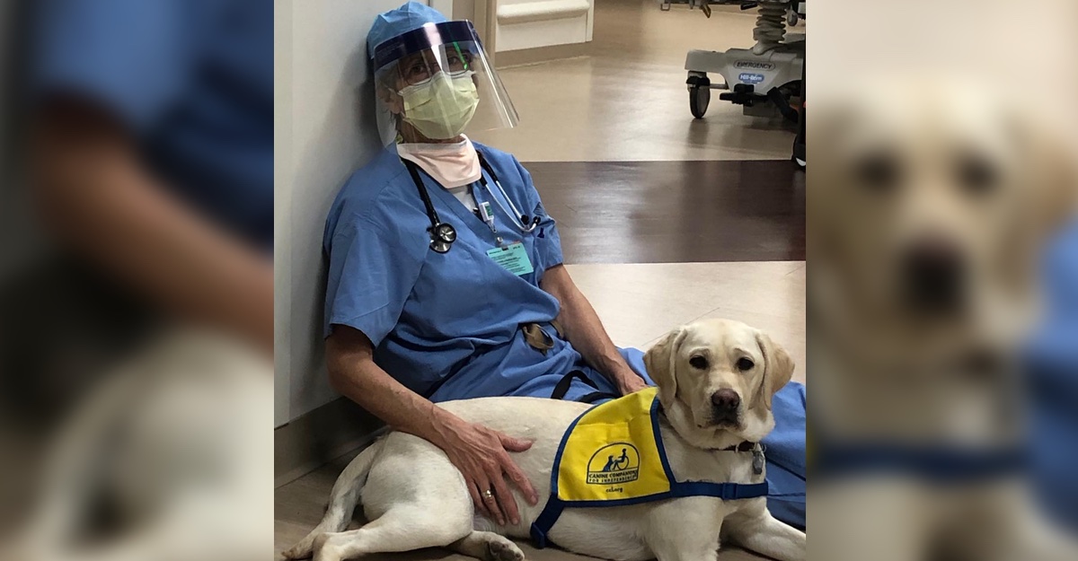 Resultado de imagen de perra terapia wyn cnn