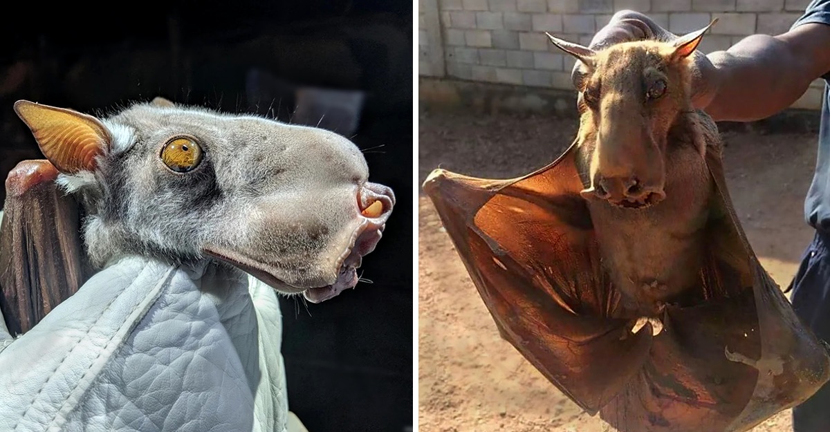 Este E O Morcego Cabeca De Martelo Um Animal Fofo Que Foi Confundido Com O Chupacabra Upsocl