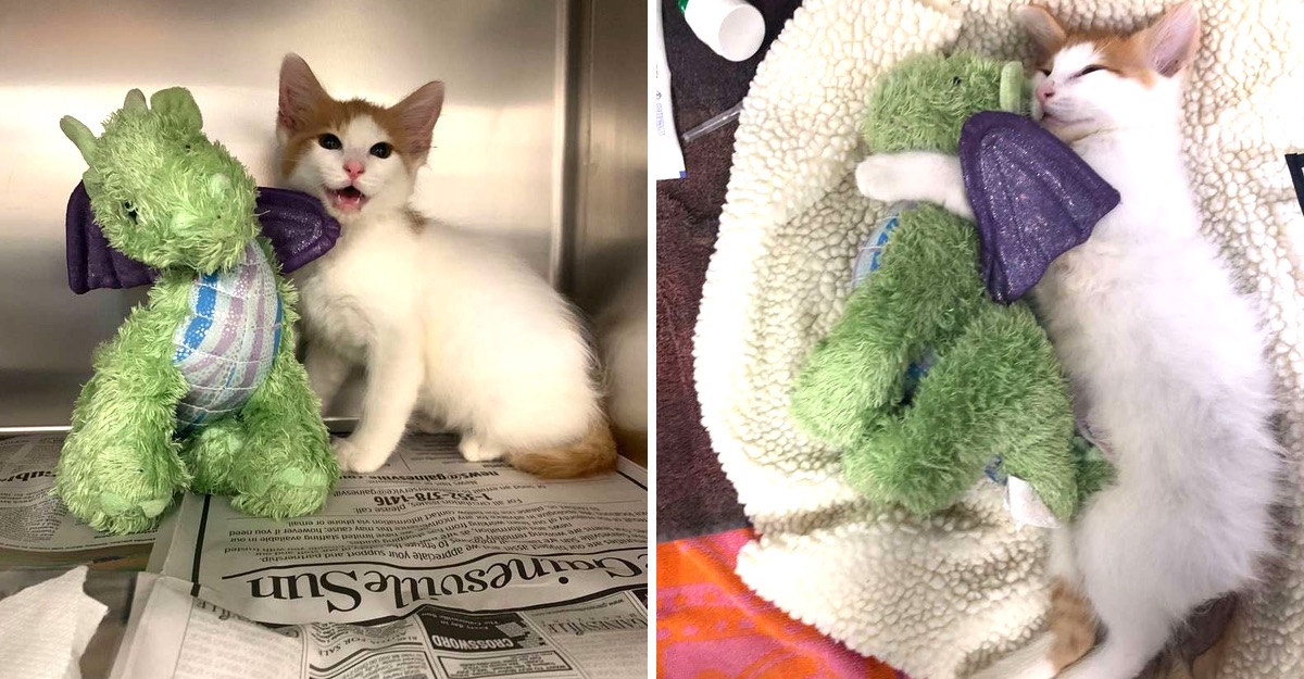 gatito abrazando peluche
