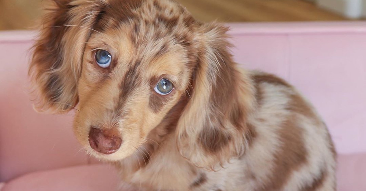 La cabra Billy poetas fama teckel ojos azules Descendencia vertical Anuncio