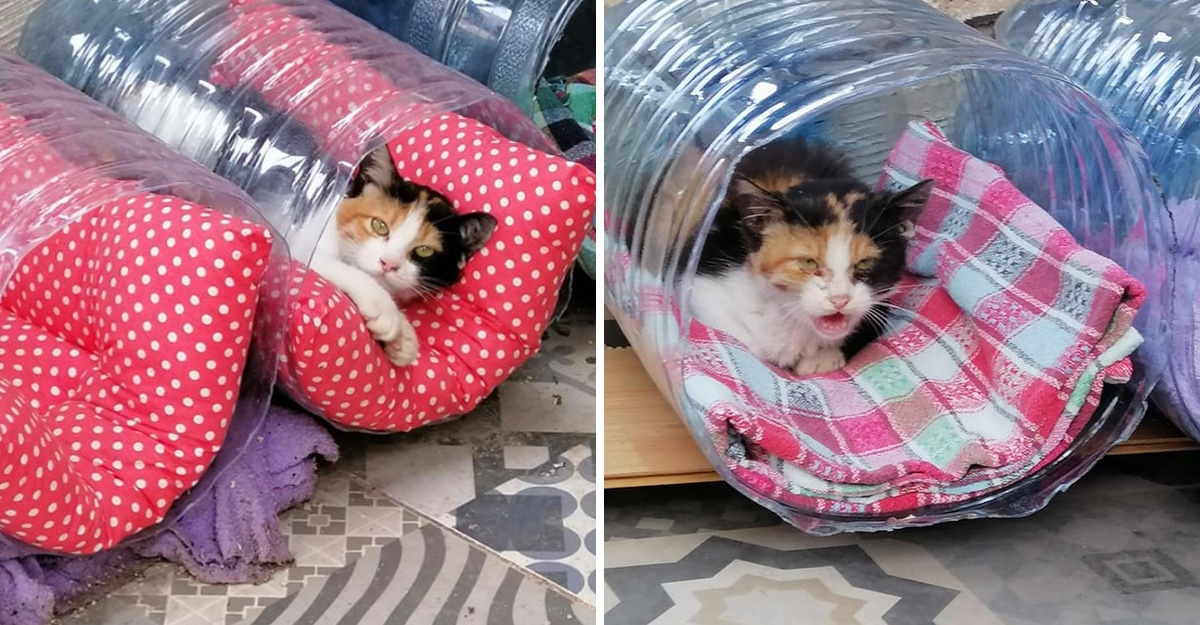 Construyen sencillas casas para gatitos callejeros en Turquía. Así no pasarán frío de noche | Upsocl