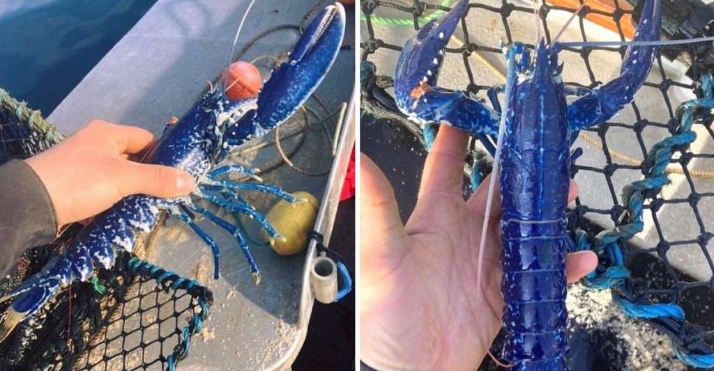 Pescador inglés encuentra langosta azul con probabilidad de uno en dos