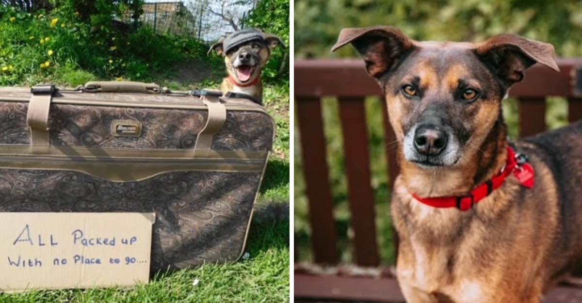 Busca familia: Perro que perdió a su dueña tiene su maleta preparada para  un nuevo hogar. Está listo | Upsocl