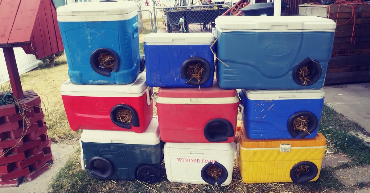 Transformó sus viejas hieleras en casas térmicas para gatos callejeros. Están rellenas de paja | Upsocl