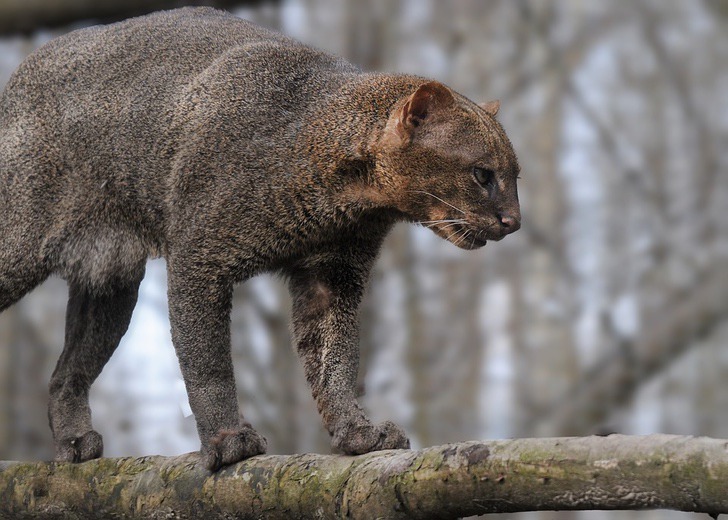 Este es el Jaguarundi, el felino más común y menos estudiado de