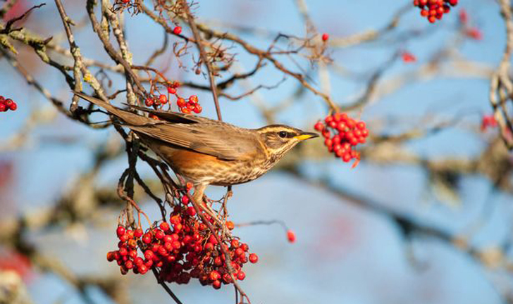 Redwing-feeding-on-Rowan-berries