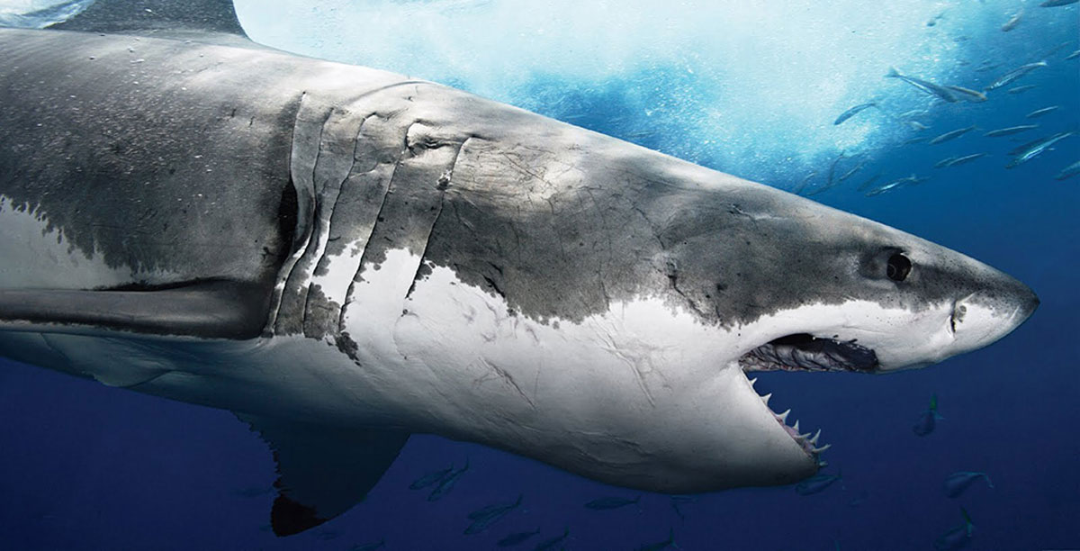 qué tanto sabes acerca de los tiburones upsocl