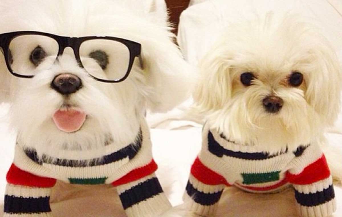 peluche de tu mascota