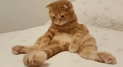 12 consejos para hacer de tu gato el más feliz y mimado de todos | Upsocl