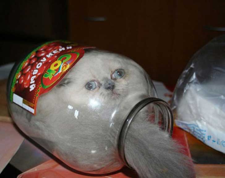 funny-cat-fails-20__605