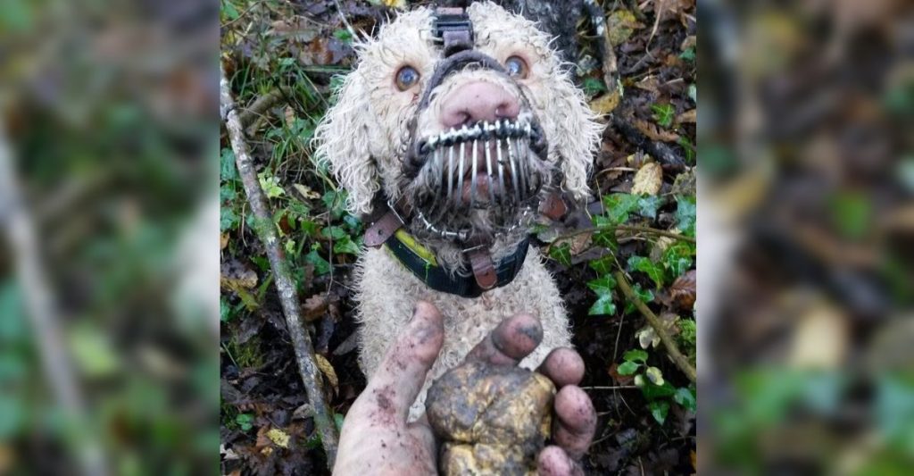 Denuncian maltrato a perro recolector de trufas. Para su dueño, es sólo una máquina de hacer dinero - Upsocl