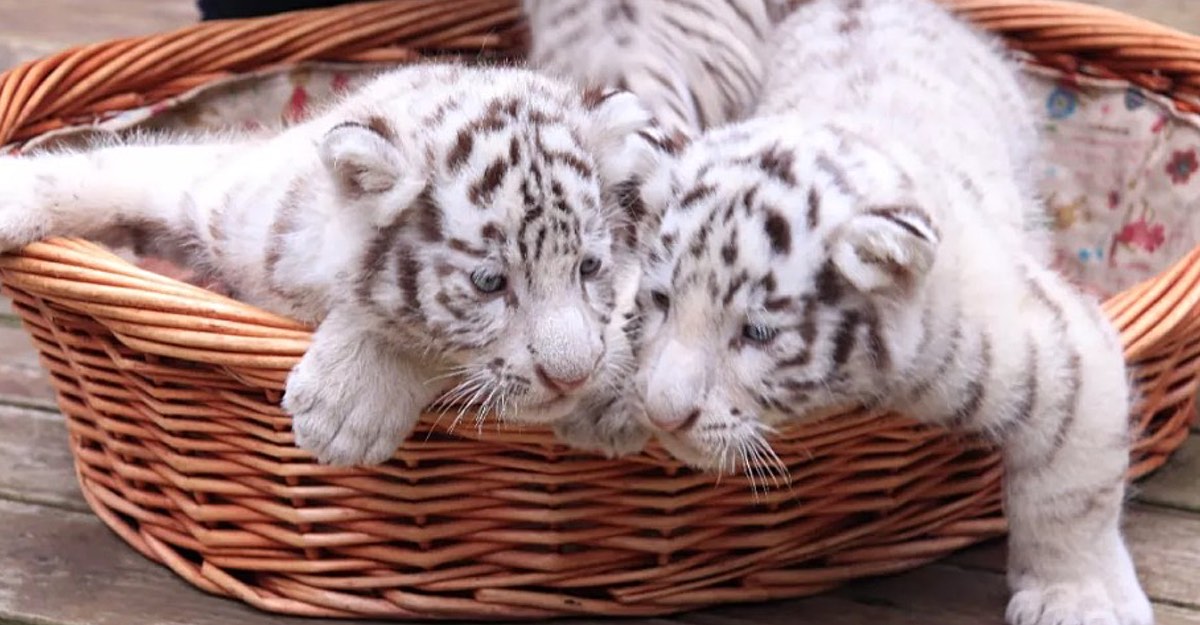 Resultado de imagen de tigres blancos