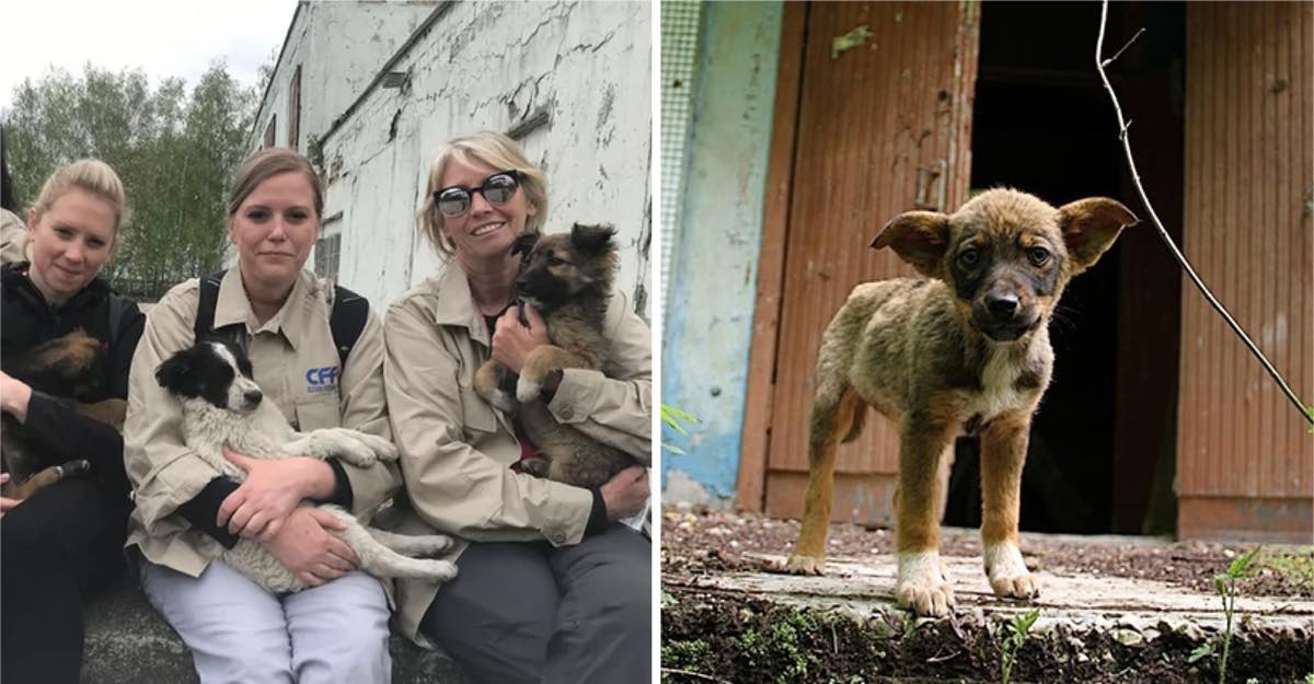 Resultado de imagen para cachorros radiactivos en chernobyl