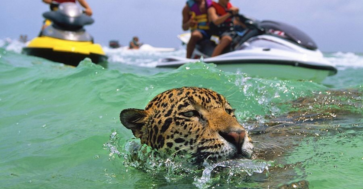 Resultado de imaxes para: steve wineter jaguars