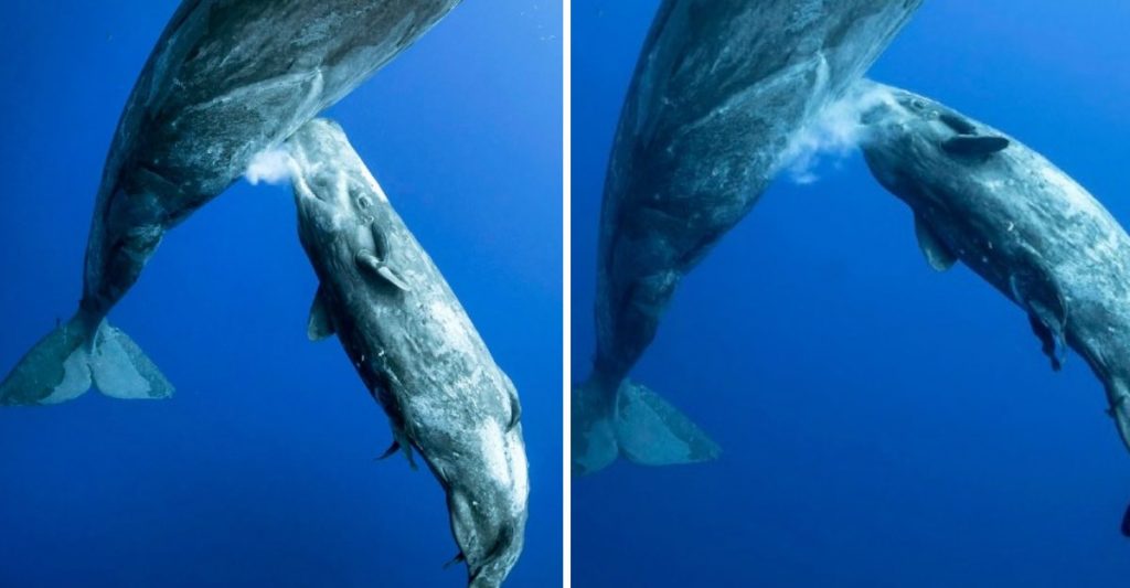 Ballena madre amamantando a cría