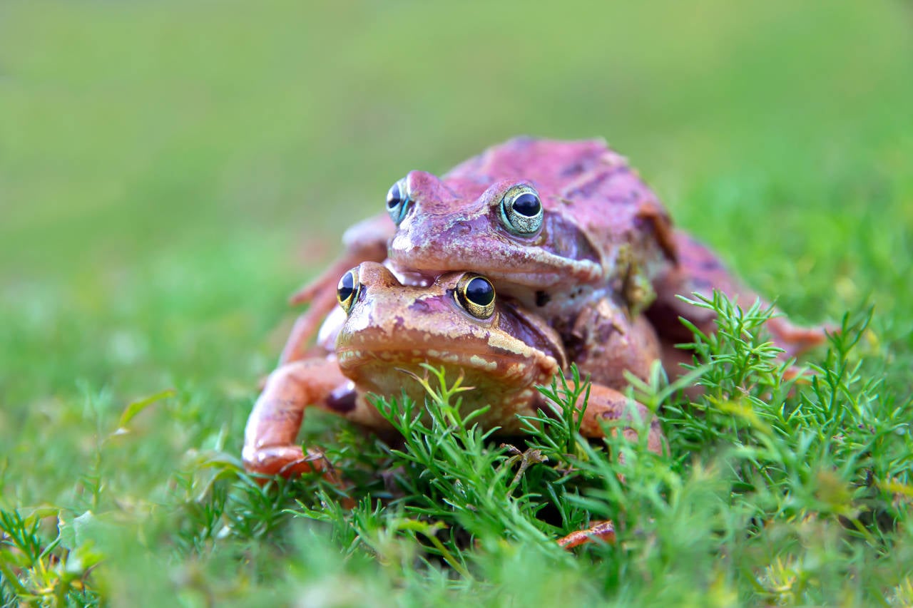 ranas bermejas apareándose