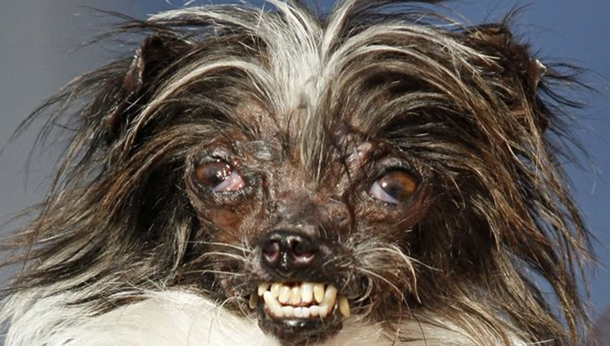 Resultado de imagen para los perros mas feos del mundo